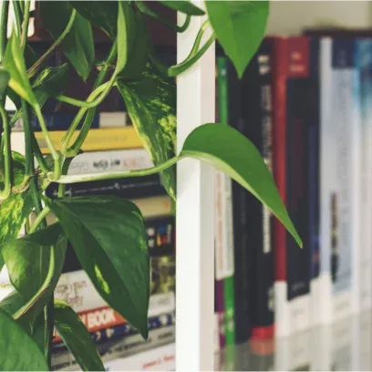 A closeup of a bookshelf with some plants nearby