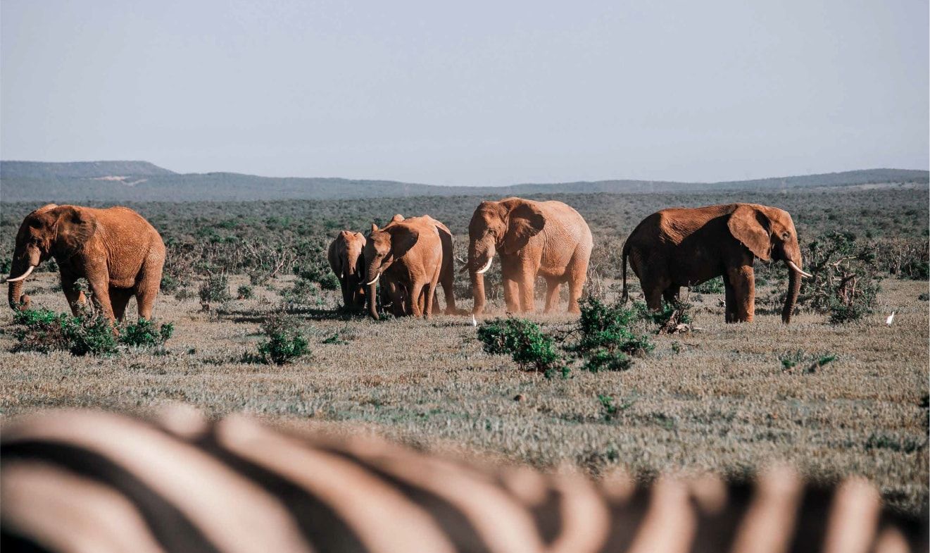 A wide shot of filming a group of wild elephants